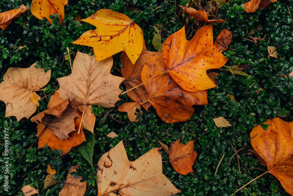 autumn landscape with bright colorful leaves lie on the ground.
