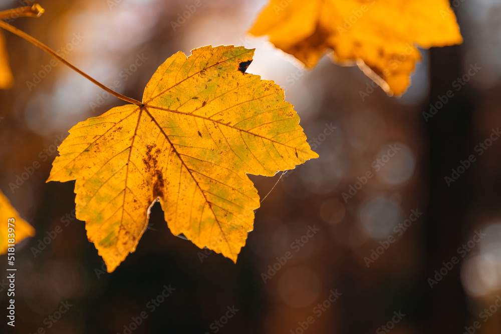 Obraz premium yellow maple leaves on a tree branch close-up. Walk through the autumn forest.