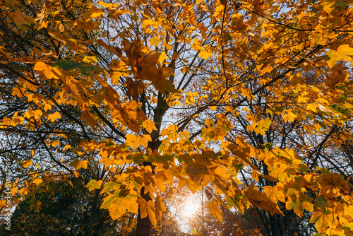 Beautiful autumn landscape with yellow trees and sun. Colorful foliage in the park. Falling leaves
