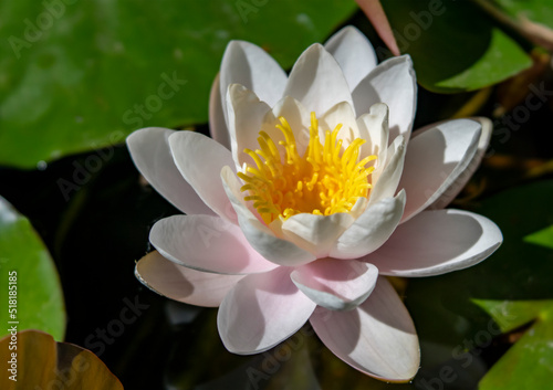 Close Up of Pale Pink Water Lily Lotus Flower Floating in Pond