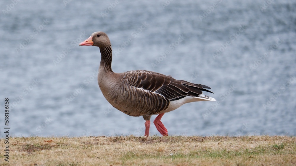 Greylag goose on the shore of a lake close-up Greylag goose on the shore of a lake close-up