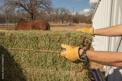 Man unloading a square bale of Alfalfa hay into a barn in Texas 