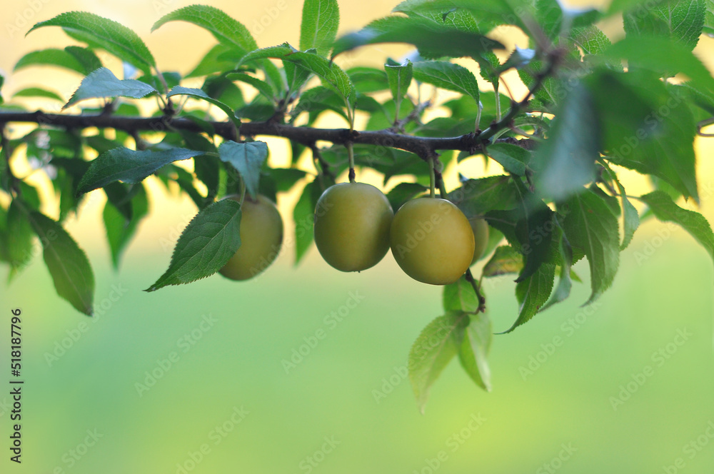 Green color plums grow on a tree branch  with leaves   .Gardening concept.  
