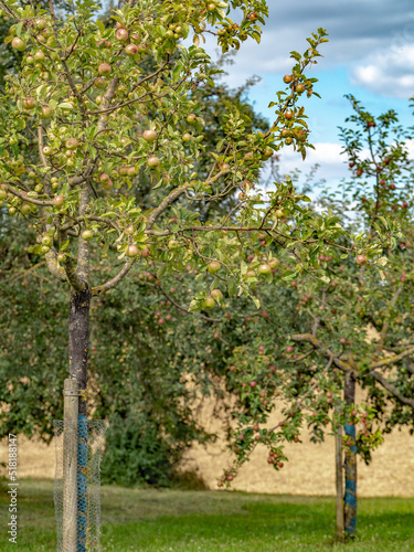 Apfelbäume auf Streuobstwiese im Kraichgau