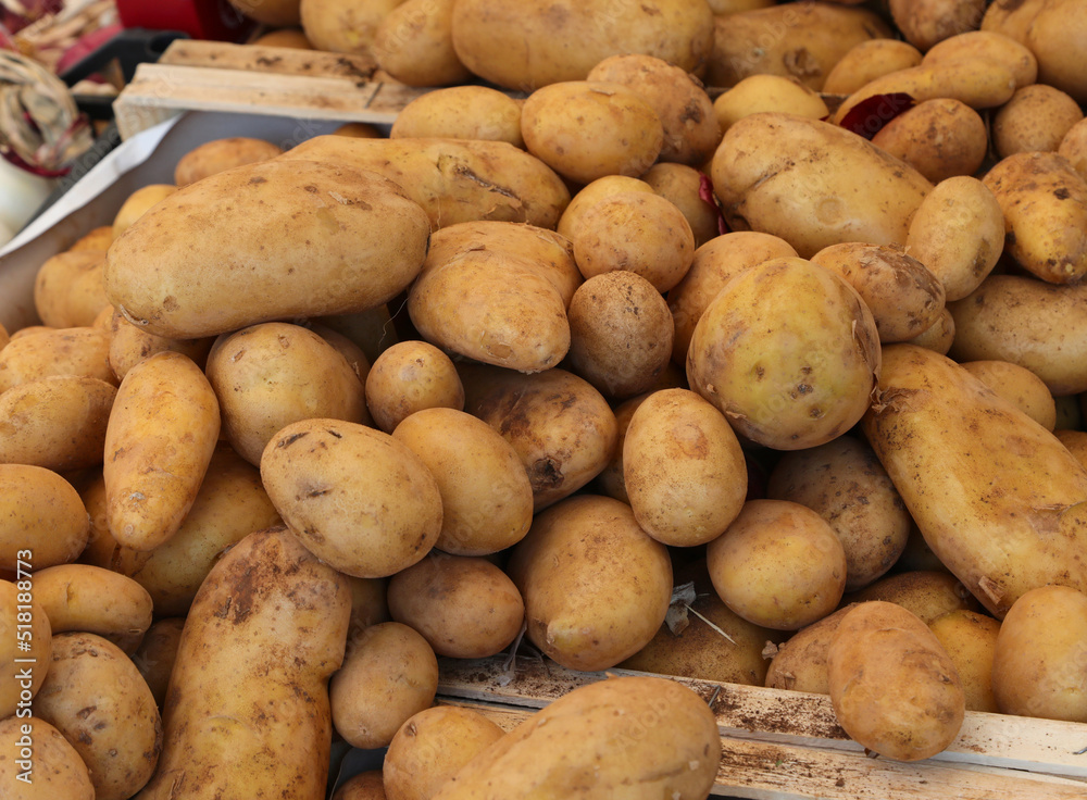 many potatoes grown with organic systems and without fungicides for sale many potatoes grown with organic systems and without fungicides for sale