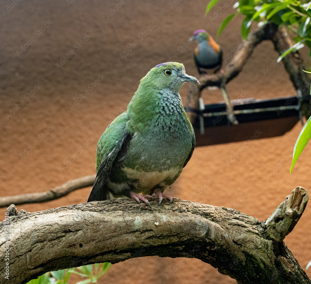 Obraz premium Superb Fruit Dove(Ptilinopus superbus) sits on a branch. Wilhelma, Zoological-Botanical Garden, Stuttgart, Baden-Württemberg, Germany, Europe