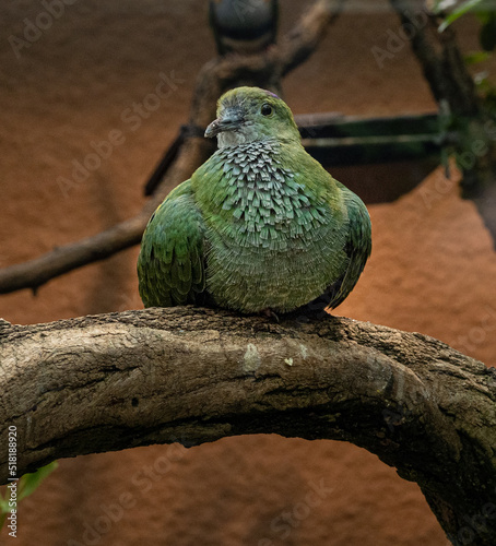 Superb Fruit Dove(Ptilinopus superbus) sits on a branch. Wilhelma, Zoological-Botanical Garden, Stuttgart, Baden-Württemberg, Germany, Europe photo