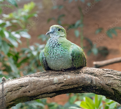 Superb Fruit Dove(Ptilinopus superbus) sits on a branch. Wilhelma, Zoological-Botanical Garden, Stuttgart, Baden-Württemberg, Germany, Europe photo