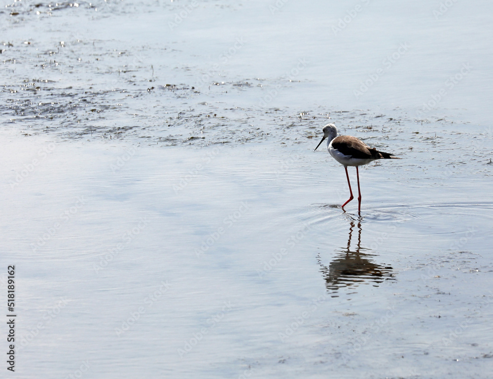 bird called black winged stilt or Himantopus himantopus is a very long legged wader of the black bird called black winged stilt or Himantopus himantopus is a very long legged wader of the black
