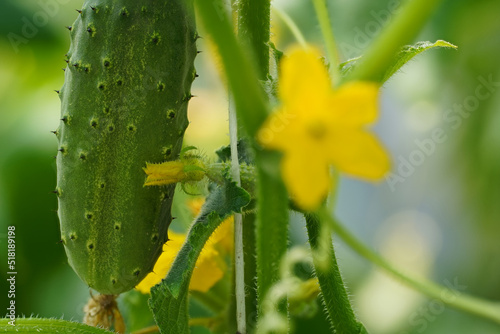Vászonkép green cucumber