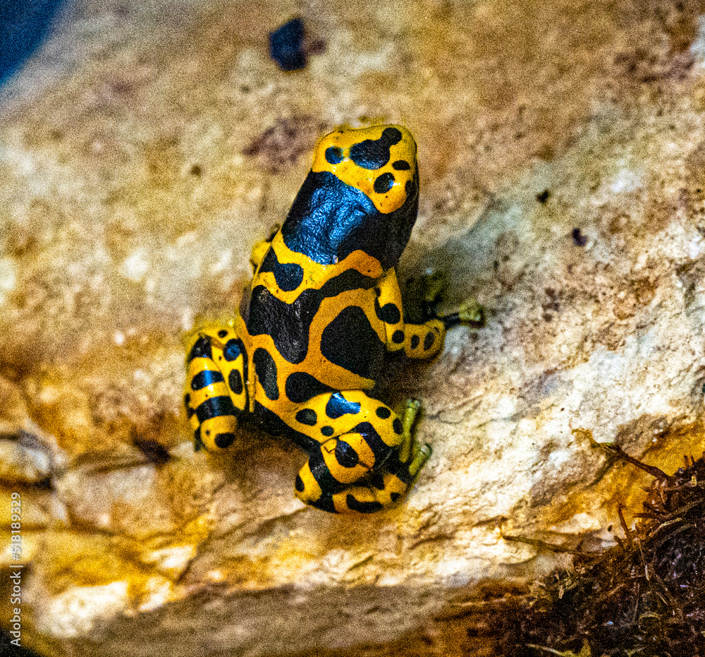 Fototapeta premium Yellow-banded poison dart frog or yellow-headed poison dart frog (Dendrobates leucomelas). Tropical frog living in South America.