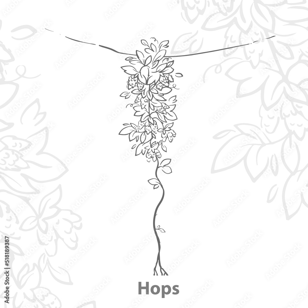 A vine with leaves and fruits of hops. Common hops or a branch of Humulus lupulus with leaves and cones.