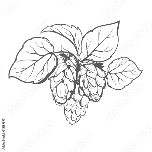 Common hops or a branch of Humulus lupulus with leaves and cones. Hop cones are hand-drawn.