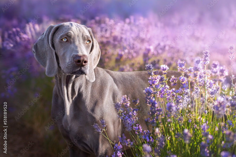 Εκτύπωση καμβά Weimaraner dog in lavander