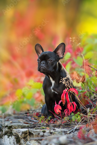 Black french bulldog portrait