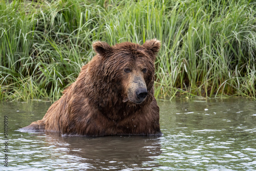 Alaskan brown bear at McNeil River photo