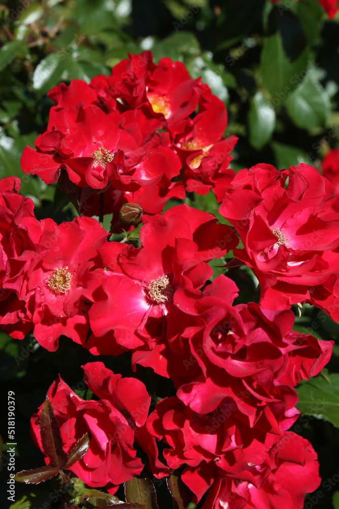 Red roses (grade Red Ribbons, Mainaufeueг, W. Kordes, 1990) in Moscow garden. Buds, inflorescence of flower closeup. Summer nature. Postcard with red rose. Roses blooming. Red flowers, rose blossom