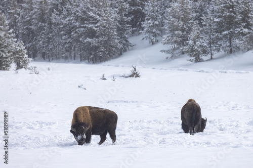American Bison in Winter in Yellowstone National Park Wyoming