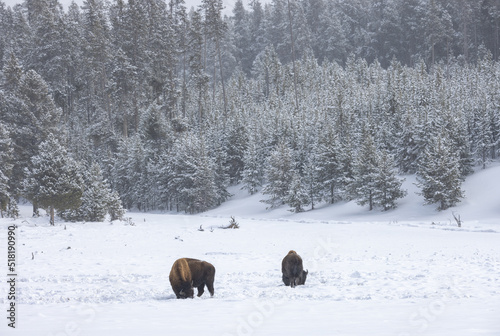 American Bison in Winter in Yellowstone National Park Wyoming