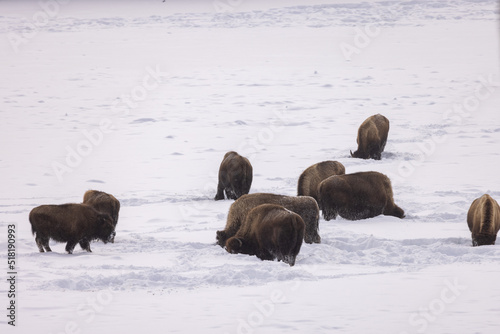 American Bison in Winter in Yellowstone National Park Wyoming