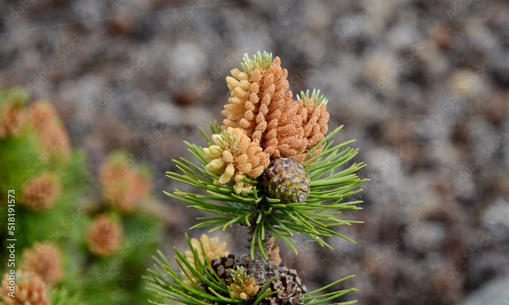 Siberian fir. Sakhalin fir. Fir blossoms. Fir is an evergreen coniferous tree Siberian fir. Sakhalin fir. Fir blossoms. Fir is an evergreen coniferous tree