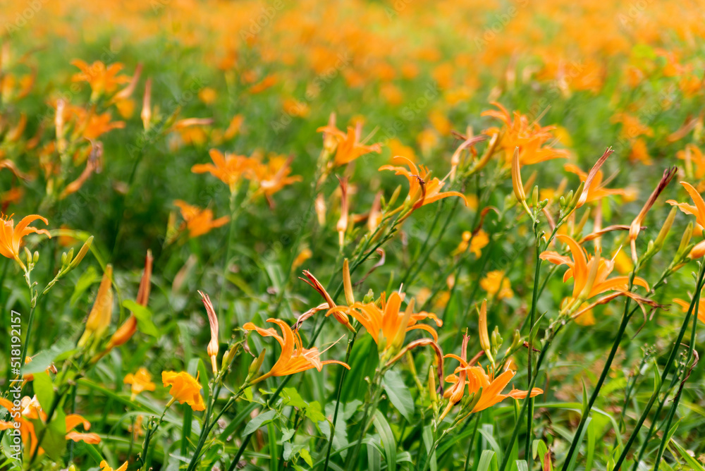 Field of orange flowers