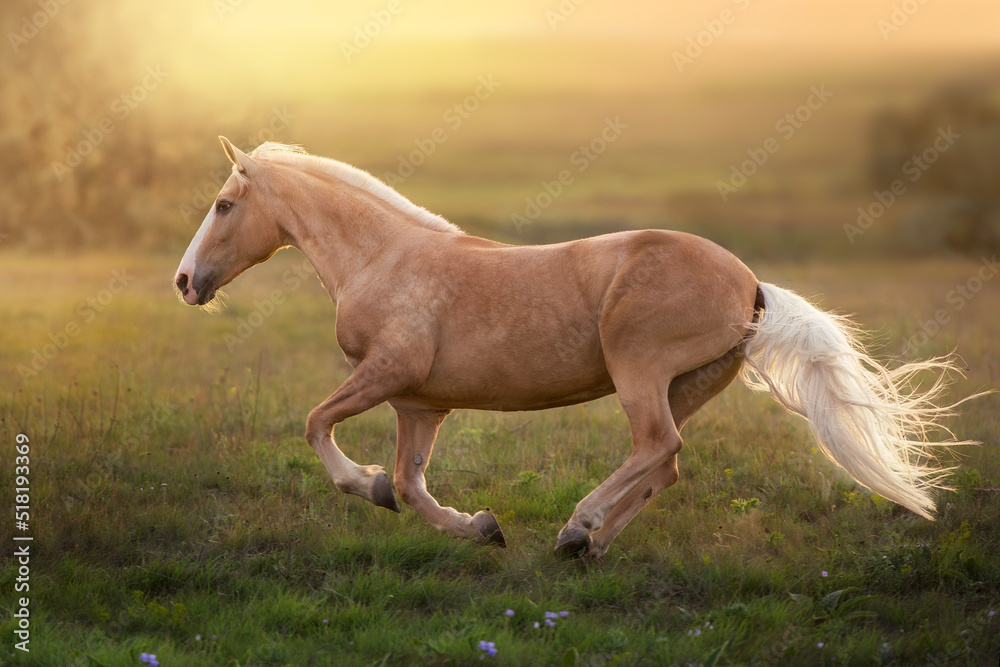 Palomino horse at sunset