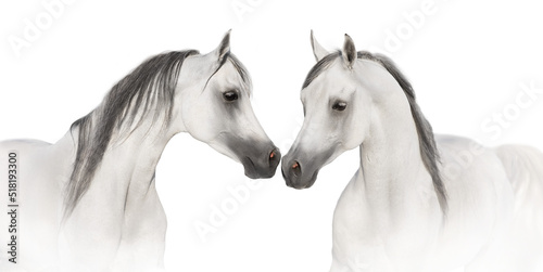 White horses in high key close up