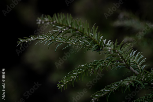 Branches of a coniferous tree, with thick needles. Green, thick needles, on beautiful branches.