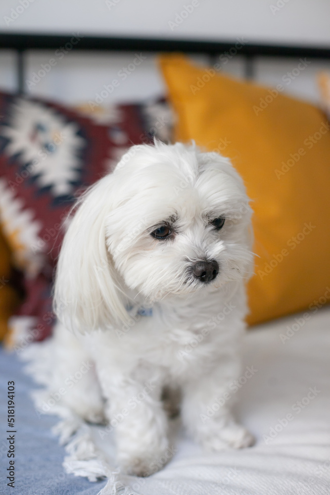 White small Maltese breed dog sitting on a couch with cushions, being cute. Hypoallergenic dog for people with allergies. Fluffy pet dog. White small Maltese breed dog sitting on a couch with cushions, being cute. Hypoallergenic dog for people with allergies. Fluffy pet dog.