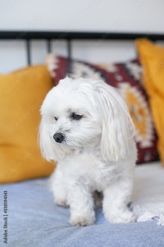 White small Maltese breed dog sitting on a couch with cushions, being cute. Hypoallergenic dog for people with allergies. Fluffy pet dog. White small Maltese breed dog sitting on a couch with cushions, being cute. Hypoallergenic dog for people with allergies. Fluffy pet dog.