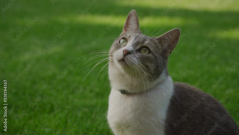 Close up of a funny curious domestic cat on the green grass lawn in the garden Close up of a funny curious domestic cat on the green grass lawn in the garden
