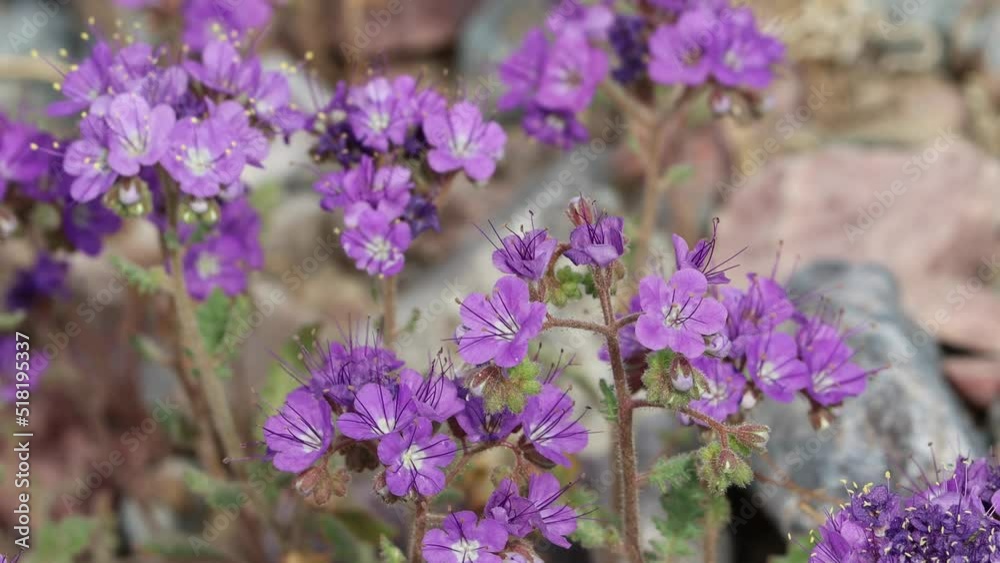 Purple flowering determinate helicoid cyme inflorescences of Phacelia Crenulata, Boraginaceae, native annual monoclinous herb in Death Valley, Northern Mojave Desert, Springtime. Purple flowering determinate helicoid cyme inflorescences of Phacelia Crenulata, Boraginaceae, native annual monoclinous herb in Death Valley, Northern Mojave Desert, Springtime.