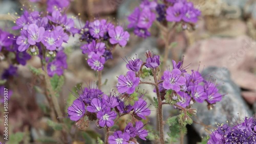 Purple flowering determinate helicoid cyme inflorescences of Phacelia Crenulata, Boraginaceae, native annual monoclinous herb in Death Valley, Northern Mojave Desert, Springtime. photo