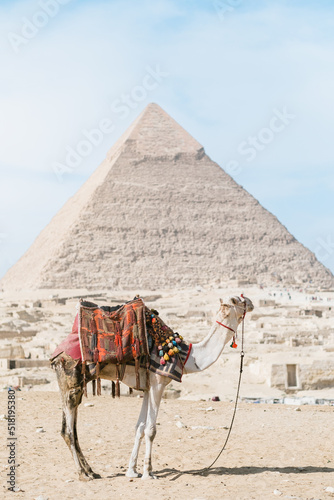 dromedary standing in front of a pyramid. Egypt  Cairo - Giza