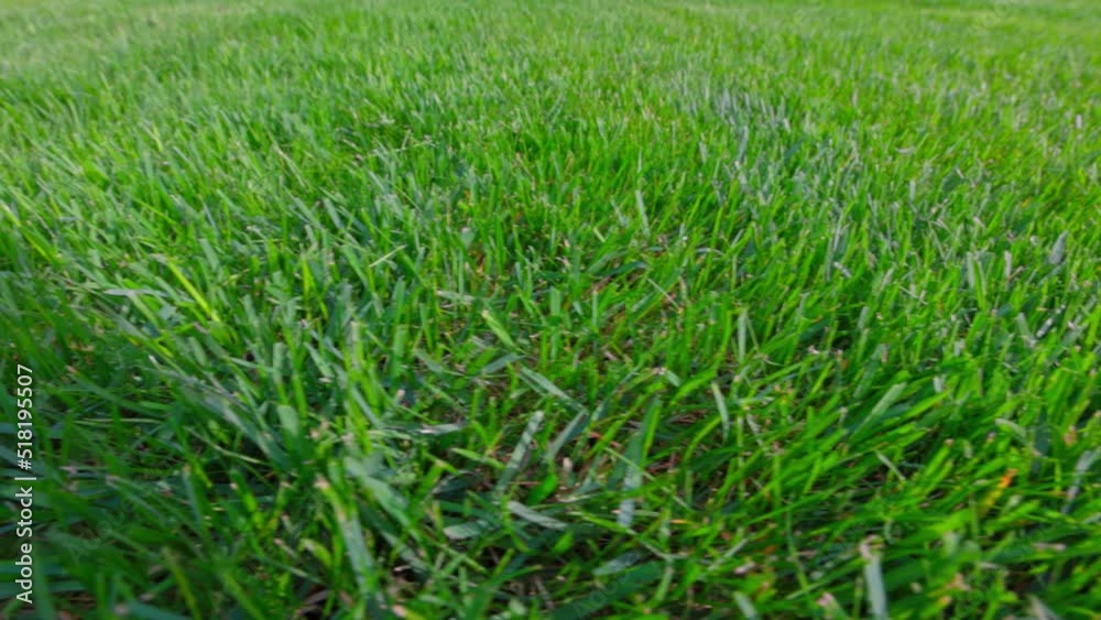 Beautiful view of front yard of private garden. Green grass lawn. Sweden. Beautiful view of front yard of private garden. Green grass lawn. Sweden.