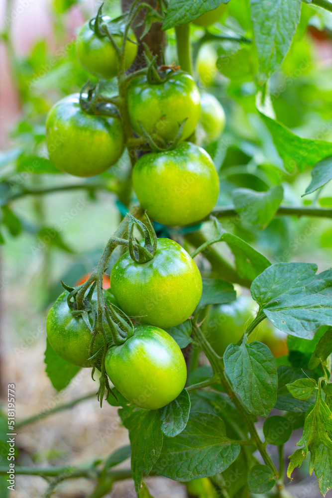 Brush with green tomatoes on a bush. The ovary on the plant. Selective focus