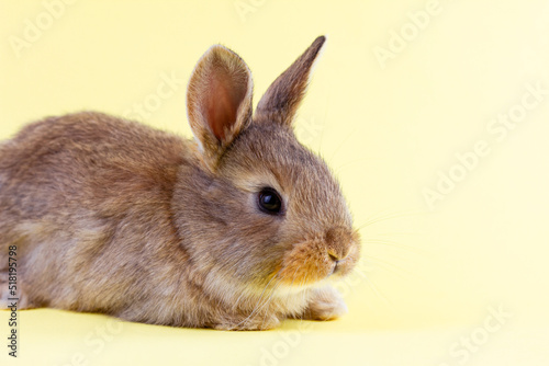 brown little fluffy rabbit on a yellow pastel background. Easter Bunny for Easter. Festive bunny for spring break. Close-up