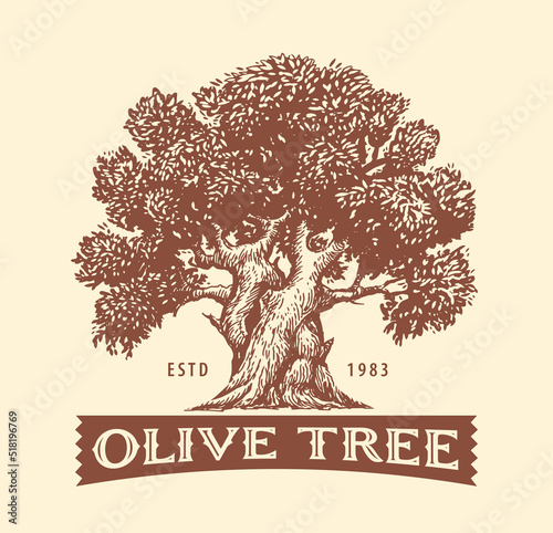 Olive Tree. Design element for decoration olive oil. Hand drawn Sketch vector illustration in vintage engraving style