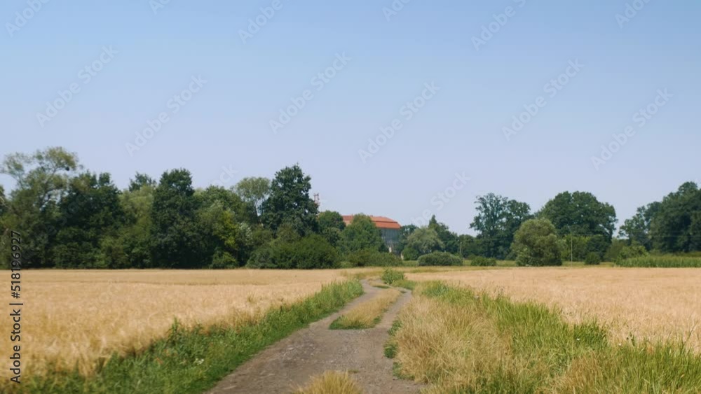 Panorama ścieżki w krajobrazie wiejskim w porze letniej, pola kwitnące plony i drzewa w oddali na tle błękitnego nieba z niemalże bezchmurną pogodą