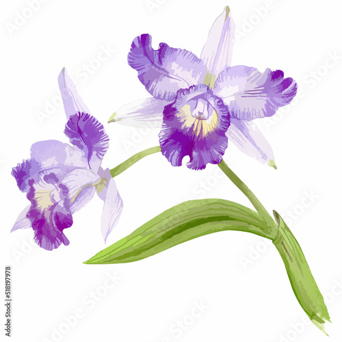 Hand drawn watercolor vector of orchid cattleya flower.