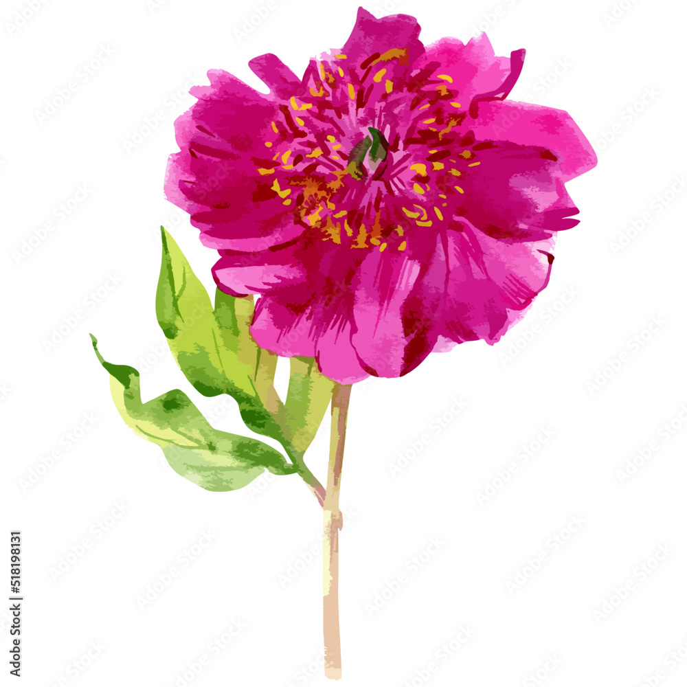 Vector watercolor illustration of magenta peony flower