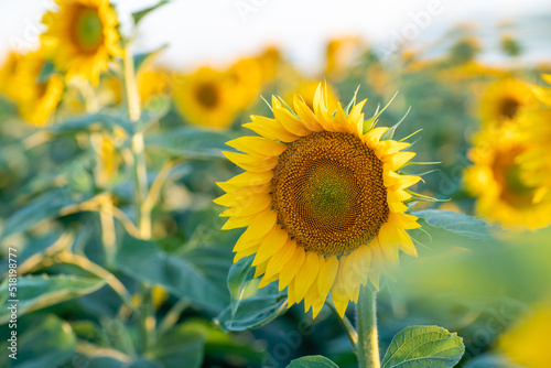 Fototapeta Naklejka Na Ścianę i Meble -  A beautiful field of sunflowers against the sky in the evening light of a summer sunset. Sunbeams through the flower field. Natural background. Copy space.