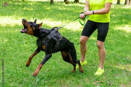 Photography Angry Doberman with the mistress, in training with a cynologist.