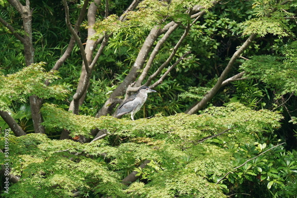 black crowned night heron in a forest black crowned night heron in a forest