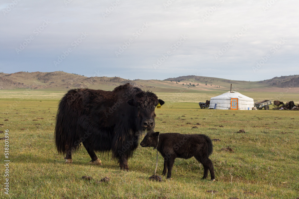 The mongolian domestic yak (Bos grunniens)