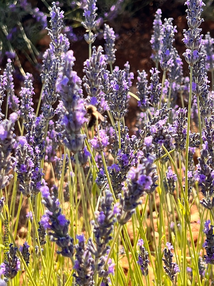 Fototapeta premium lavender field region