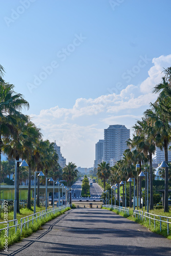 椰子の並木と新浦安の街並み　浦安総合公園