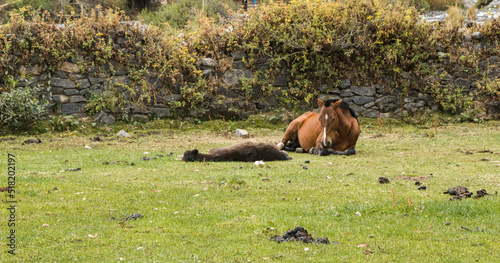 Mom horse and baby laying down on grass Huancaya Yauyos Lima Peru photo