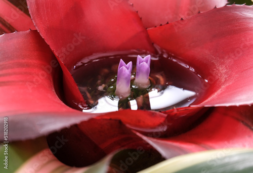 Fotografija Red Bromeliaseae Bromeliads during flowering